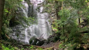 Yoğun ve evcilleştirilmemiş bir ormanlık alandaki büyük bir uçurumdan süzülen su, çam yaprakları ve orman atıklarının arasından kısmen görülebiliyor.
