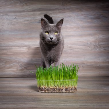 Bu sevimli gri kedi filizlenmiş arpa yerken bir kedinin diyetindeki yeşilliklerin önemini vurgulayarak mutluluğun tadını çıkarıyor.