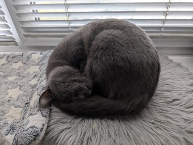 Bu sonbahar sahnesinde, soğuk bir günde sıcak kalmak için pencerenin kenarında uyuyan gri bir kedi yavrusu görülüyor.