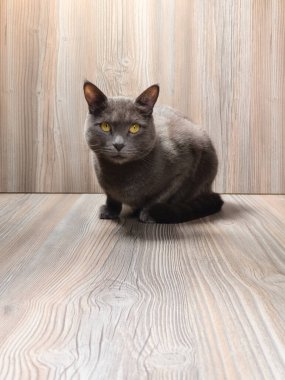 Parlak gözleri ve tetikte tavırlarıyla, bu gri kedi doğrudan kameraya bakar, büyüleyici ve samimi bir portre çizer.