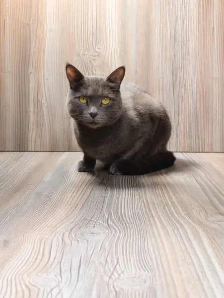 Parlak gözleri ve tetikte tavırlarıyla, bu gri kedi doğrudan kameraya bakar, büyüleyici ve samimi bir portre çizer.