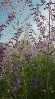Güneşli bir yaz gününde, bir Perovskia çiçeği tarlası canlı renklerle çiçek açarak huzurlu ve güzel bir manzara yaratır. Dikey Video