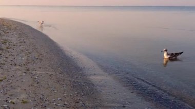 Sabah güneşi yeni görünmeye başlarken, bir martı kıyı şeridinde dalgalar arasında yiyecek arıyor.