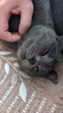 Gri kedi rahatça bir yatakta dinleniyor, sahibi onu severken neşeyle mırıldıyor..