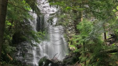 Büyüleyici şelale ıssız bir ormanda akıyor. Evcilleşmemiş çevrenin barışçıl güzelliğini vurguluyor.