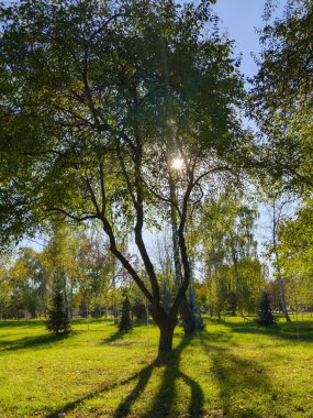 Bu büyüleyici park manzarasında, güneş ışığı yeşilliğin içine nüfuz eder, kentsel ortamın dingin atmosferini arttıran güzel gölgeler bırakır..