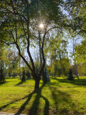 Bu resim sahnesinde yaprakların arasından süzülen güneş ışığı parkın huzurlu güzelliğini vurguluyor. Bu arada uzun gölgeler yerde uzanıyor..