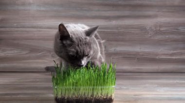 Ev kedisi taze, yeşil çimlerin tadını çıkarıyor..