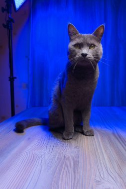 Gri renkli bir kedi beyaz ışıkla vurgulanır, dingin mavi arkaplana karşı parlak bir kontrastlık yaratır, güzel özelliklerini sergiler.