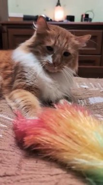 Yumuşak huylu bir kedinin şakacı bir ruh hali içinde, baş aşağı uzanmış kahverengi yüzey üzerinde uzanmış, kapalı mekan aydınlatma atmosferinde yükseltilmiş pençelerini ve bıyıklarını gösteren samimi bir an.