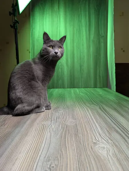 Yeşil ışıklı arka planda kalan bu zarif gri kedi, parlak kürkü ve büyüleyici varlığıyla gözleri yakalar ve seyircileri güzelliğine hayran olmaya davet eder.