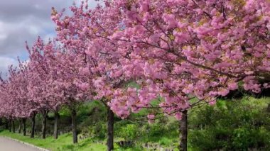 Parlak pembe kiraz ağaçlarının bahar mevsiminde çiçek açması, yemyeşil bir manzaraya ve bulutlu bir gökyüzüne karşı kurulması.