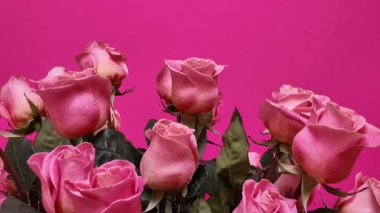 Taze pembe güller, narin taç yaprakları ve gür yeşil yapraklar, canlı morumsu arka planda romantik monokromatik kompozisyon yaratıyor. Sevgililer günü hediyeleri için mükemmel. Çiçek dekorasyonu ya da düğün fotoğrafçılığı.