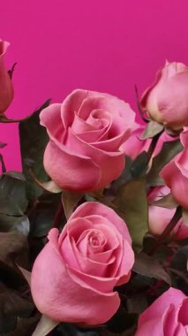 Yeşil yapraklı pembe güllerin zarif bir koleksiyonu canlı fuşya arka planında fotoğraflanmış, hassas taç yaprakları ve mükemmel kompozisyonda romantik çiçekler sergiliyor. Dikey Video