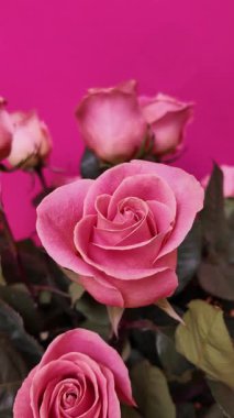 Parlak fuşya arka planında yeşil yaprakları olan zarif pembe güller koleksiyonu, fotoğraf makinesiyle yavaş yavaş çekilerek çiçekli kompozisyonu ortaya çıkarıyor. Dikey Video