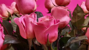  Taze bahar pembe gülleri ve yemyeşil yapraklar parlak morumsu arka planda güzelce düzenlenmiştir. Stüdyodaki hassas taç yaprak dokularını hareketli el kamerası hareketleriyle yakalarlar.