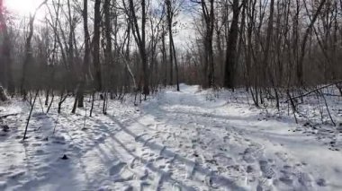  Sakin, karlı bir orman yolu güneş ışığıyla çevrili çıplak ağaçlarla kaplı, karla kaplı zemine uzun gölgeler düşen, huzurlu bir kış manzarası yaratan.