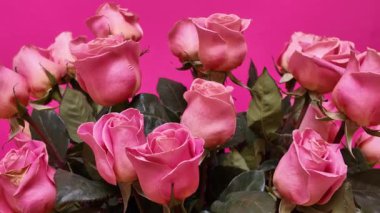 Yeşil yapraklı taze pembe güller parlak pembe bir arka plana karşı zarif bir çiçek buketi oluşturuyor. Romantik kutlamalar ya da lüks hediye sunumları için mükemmel.