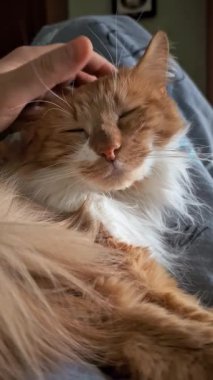 Kucağında huzur içinde dinlenen tüylü, gözleri kapalı ve bıyıklı kızıl bir kedinin yakın çekimi. Bir el nazikçe başını okşar, rahat ve sakin bir an yaratır.