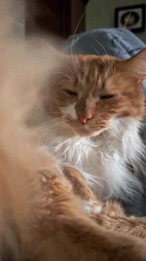 Sıcak bir yüzeyde huzur içinde dinlenen tüylü paltolu ve uzun bıyıklı kızıl bir kedinin yakın çekimi. Kedilerin sakin ve uykulu ifadeleri sakin tavırlarını vurgular.