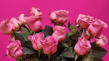 Canlı pembe arka planda sergilenen pembe yapraklı zarif pembe güller, büyüleyici çiçek kompozisyonuna yaklaşan kamera hareketlerini gösteren görüntüler için mükemmel.