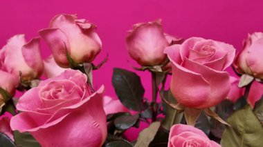 Pembe arka planda yemyeşil yapraklar sergilenen taze pembe güller, dinamik yengeç görüntüsü kamera hareketiyle çekilen bu zarif çiçekleri vurguluyor.