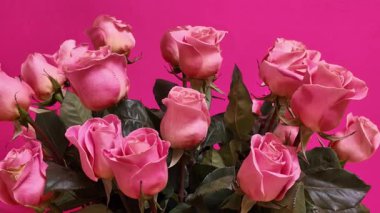 Taze pembe güller, kadife yapraklar ve parlak yeşil yapraklarla gösterişli bir düzenleme. Profesyonel stüdyo ortamında dinamik kamera hareketiyle çekilen canlı mor arkaplan karşısında zarif bir şekilde gösteriliyor.