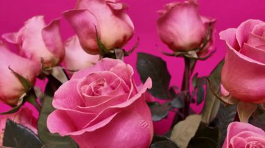 Pembe arkaplanda yeşil yapraklar sergilenen güzel pembe güller, bu romantik çiçeklerin narin dokusunu vurgulayan pürüzsüz yanal yengeç vuruşuyla yakalanır.