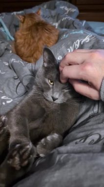 Gri kedi rahat bir yatakta dinlenirken okşanıyor.