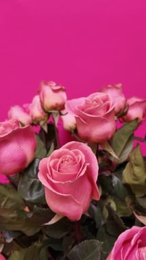 Parlak fuşya arka planında yeşil yaprakları olan zarif pembe güller, soldan sağa iz sürme sahneleriyle çekilen zarif taç yaprakları ve romantik çiçekli güzellikler. Dikey Video