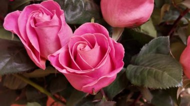  Pembe güller ve yemyeşil yapraklar, canlı pembe arka planda sergileniyor. Zarif çiçek kompozisyonu, yukarı doğru eğimli kamera hareketiyle çekiliyor.