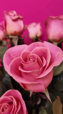  Yörünge çekim tekniği kullanılarak parlak fuşya arkaplanının üzerinde yeşil yapraklı pembe güllerin zarif düzenlemesi kusursuz romantik kompozisyonda her açıdan hassas taç yaprakları sergiliyor. Dikey Video