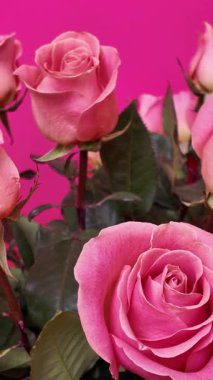 Parlak fuşya arka planında yeşil yapraklı zarif pembe güllerin yakın çekimi, zarif taç yaprakları sergileniyor ve sanatsal bir çiçek kompozisyonunda mükemmel çiçek açıyor. Dikey Video