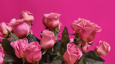 Canlı pembe arka planda sergilenen yemyeşil yapraklı güzel pembe güller profesyonel stüdyo fotoğrafçılığında dinamik kamera hareketleriyle yakalanmış zarif çiçek yaprakları sergiliyor.