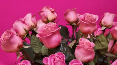 Zarif pembe güllerin çeşitli aşamalarında, yeşil sapları ve yaprakları ile büyüleyici bir düzenleme canlı pembe bir zemin karşısında sergileniyor, doğal güzelliği vurgulayan ahenkli bir renk paleti yaratıyor.