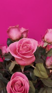 Enfes Pembe Gül Koleksiyonu Yaşayan Magenta 'ya Karşı. Dikey Video