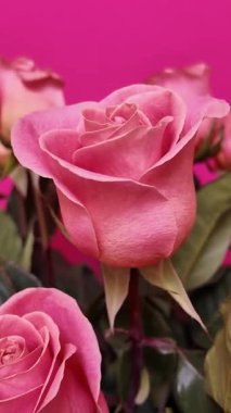 Yeşil yapraklı pembe güllerin zarif bir düzeni parlak fuşya arka planında fotoğraflanmış, hassas taç yapraklarını ve yumuşak dokuları mükemmel romantik bir çiçek kompozisyonunda yakalıyor. Dikey Video