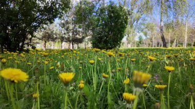 Parlak sarı karahindibalarla dolu sersemletici bahar çayırları huzurlu şehir parkı ortamında yemyeşil çimenlerin arasında bol bol çiçek açıyor.