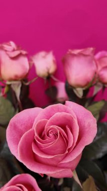 Yeşil yapraklı pembe güllerin zarif düzenlemesi parlak fuşya arkaplanına karşı fotoğraflandı. Kamera açıyı çekerken çiçekleri merkezde tutuyor ve mükemmel çiçekler sergiliyor. Dikey Video