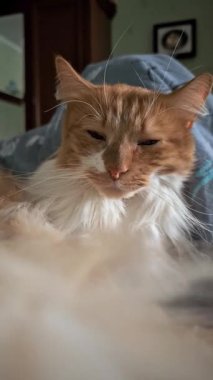 Tüylü kızıl kedi battaniyenin altında rahatça dinleniyor.