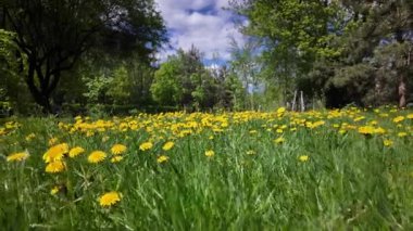 Kamera, bahar parkındaki canlı sarı karahindiba tarlasında, yemyeşil çimenler ve mavi gökyüzünün altındaki ağaçlarla yavaşça ilerler.