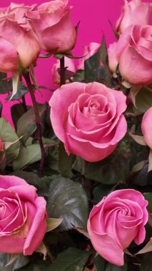 Zarif pembe güllerin yakın çekimi, parlak fuşya arka planında yeşil yapraklar, hassas taç yaprakları ve romantik güzellikler sergileniyor kamera yavaşça çiçeklere doğru çekerken. Dikey Video