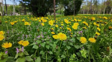 Güzel, sarı karahindiba çiçekleri huzurlu bahar çayırlarında açıyor. Güneşli bir günde statik video çekimlerinde doğal güneş ışığı görülüyor.