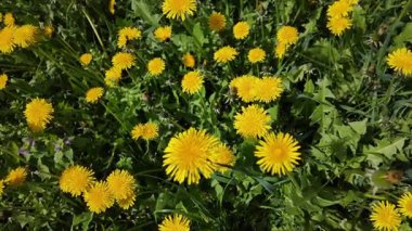 Bahar çayırlarında bol bol açan canlı sarı karahindibalar saat yönünde kamera dönüşüyle yakalanıp düzgün dairesel hareket efekti yaratıyor.