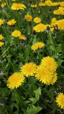 Canlı sarı karahindibalar bahar çayırlarında bol bol çiçek açıyor. Yavaş kamera izleme hareketleriyle doğal salınımlı hareket yakaladı.