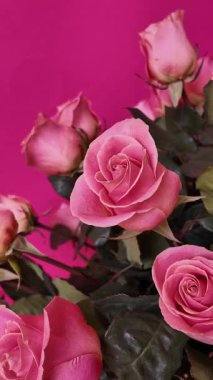 Zarif pembe güller ve zümrüt yeşili yapraklar canlı fuşya arkaplanına karşı çekiliyor. Yumuşak taç yaprağı dokuları ve romantik cazibesi ile mükemmel çiçek güzelliği sergiliyor. Dikey Video