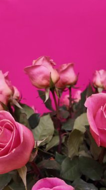 Parlak fuşya arka planında yeşil yapraklı pembe güllerin zarif bir düzenleme, zarif taç yaprakları ve romantik çiçekli güzellikler gösteren pürüzsüz yanal izleme çekimleriyle yakalanmış. Dikey Video