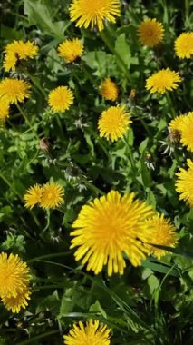 Bahar çayırlarında bol bol açan canlı sarı karahindibalar saat yönünde kamera dönüşüyle yakalanıp düzgün dairesel hareket efekti yaratıyor.