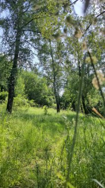 Güneşli bir yaz gününde yeşil ağaçlar ve çimlerle dolu güzel bir orman manzarasının statik videosu, huzurlu bir doğa manzarası ve sakin bir açık hava ortamı.
