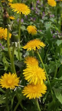 Bahar çayırlarında bol bol açan canlı sarı karahindibalar. Doğal salınımlı hareketler, huzurlu kır çiçeği tarlasında yakalanır.